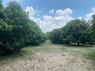 For Sale: 3.6 Hectare Mango Farm with 2 Bedroom Resthouse in Brgy. Arenas Arayat, Pampanga Perfect for Resort or Agri-Tourism Development