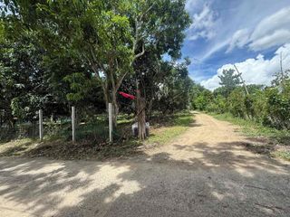 550 sqm mango farm in San Juan Batangas