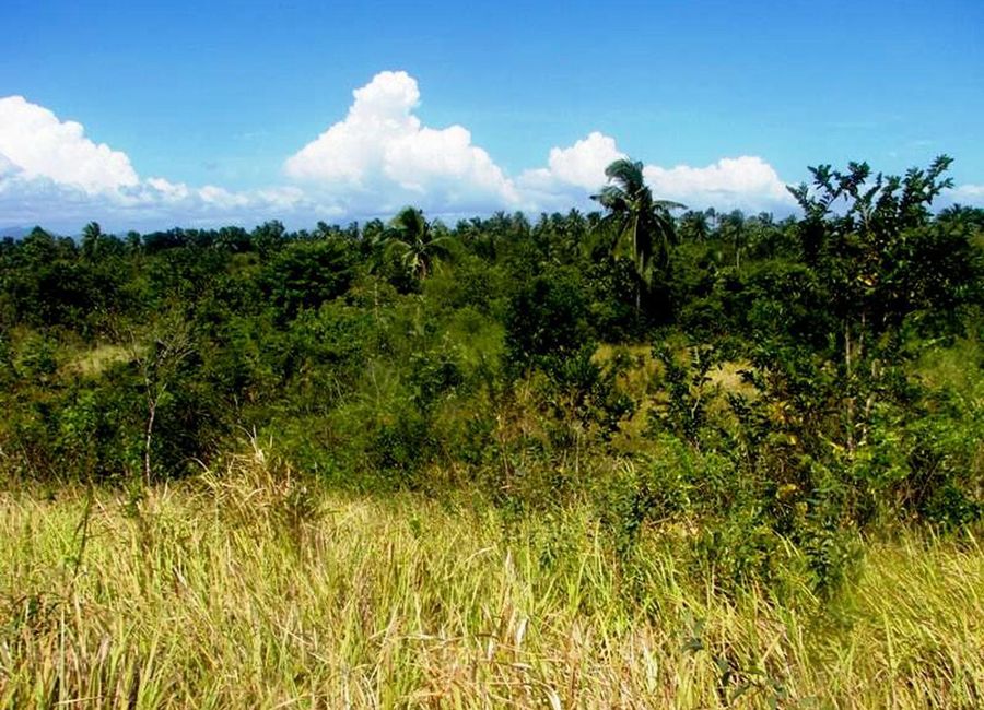 Tropical Leisure Farm Near Ocean