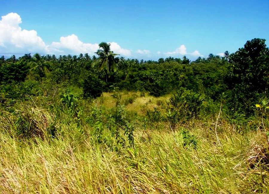 Tropical Leisure Farm Near Ocean