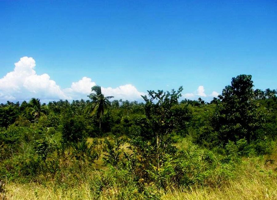 Tropical Leisure Farm Near Ocean