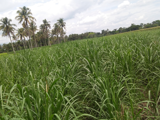 Farm Lot for Sale in Valencia City, Bukidnon
