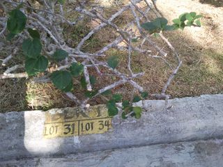 Lot for Sale at Ponderosa Leisure Farms, Silang Cavite